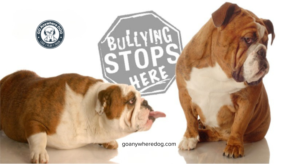 Bulldog sticking tongue out at other dog - does you dog bully other dogs?