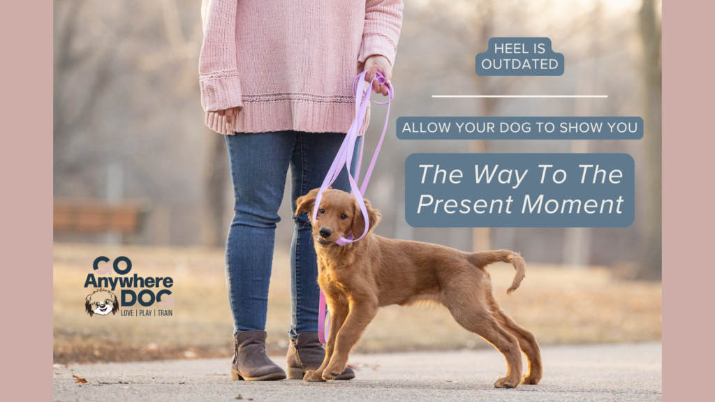 Puppy walking calmly beside their owner on leash, showing relaxed body language and a positive dog walking experience.