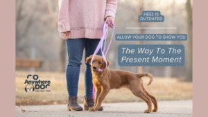 Puppy walking calmly beside their owner on leash, showing relaxed body language and a positive dog walking experience.