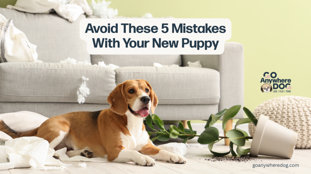 puppy destruction in the house, tips to help from Go Anywhere Dog®