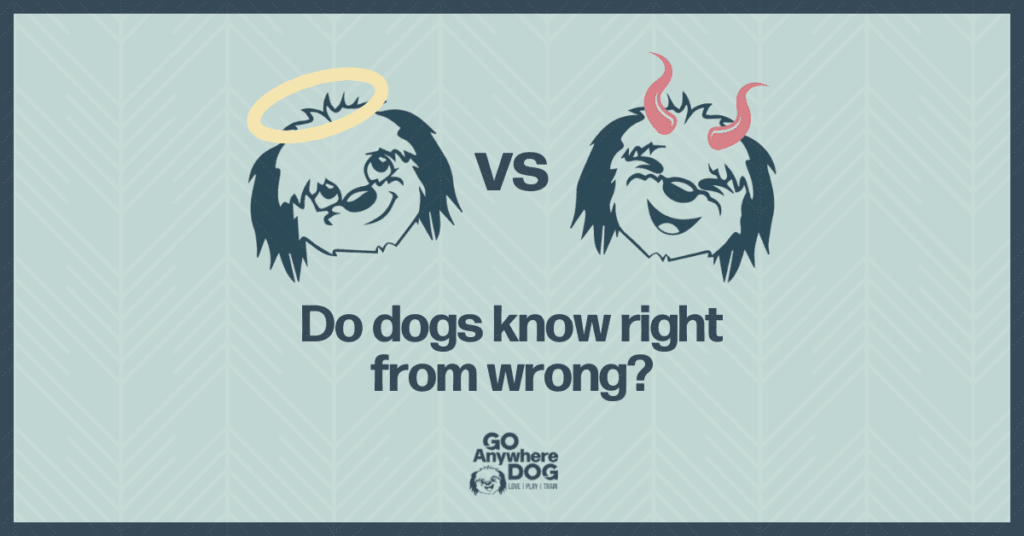 Right vs Wrong blog post Wordpress header – Go Anywhere Dog®, Minneapolis & Twin Cities, MN, Puppy & Dog Training