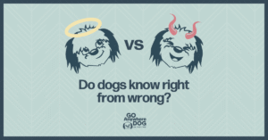 Right vs Wrong blog post Wordpress header – Go Anywhere Dog®, Minneapolis & Twin Cities, MN, Puppy & Dog Training