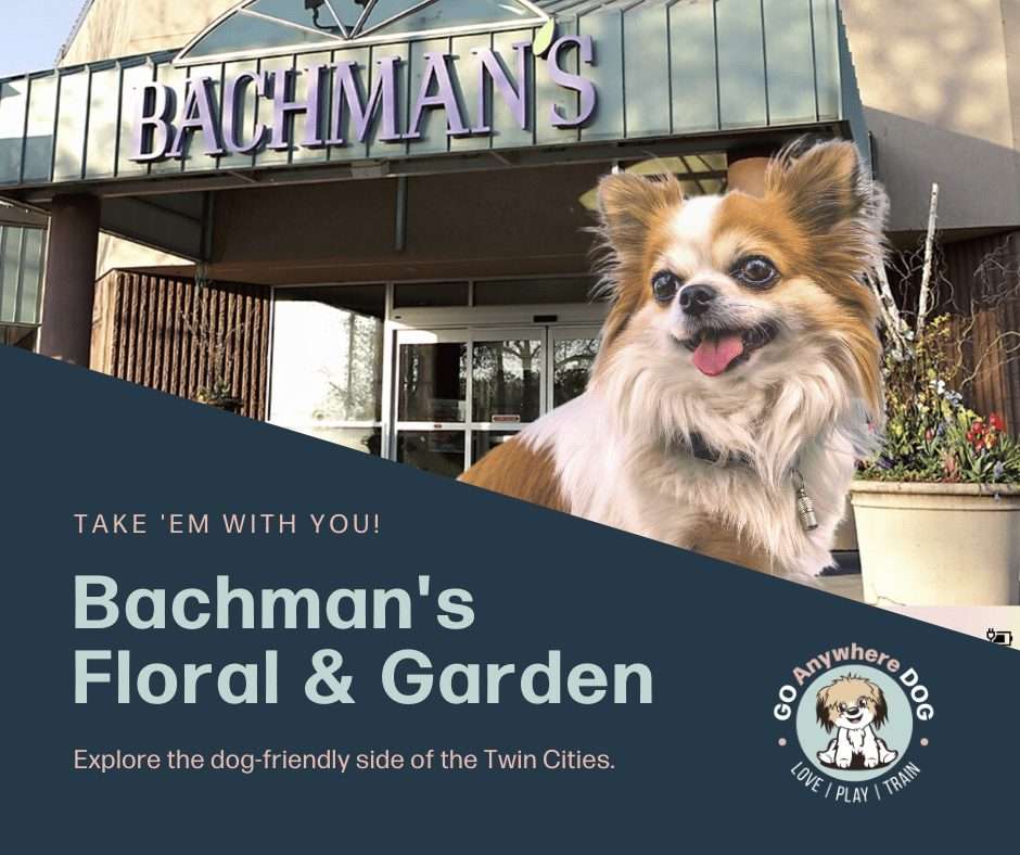 Dog friendly store bachman's – go anywhere dog®, minneapolis & twin cities, mn, dog training