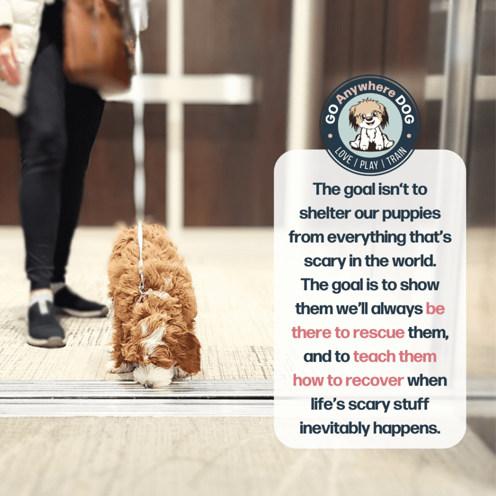 Puppy socialization classes, minneapolis, mn – go anywhere dog®, minneapolis, mn, puppy training