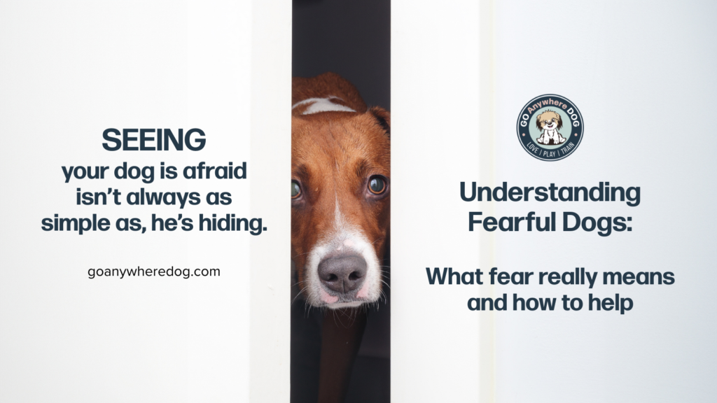 Dog hiding and trembling with fear, educational video to understand you fearful dog