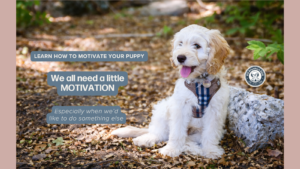 Video - Puppy training begins with motivation - no motivation, no learning