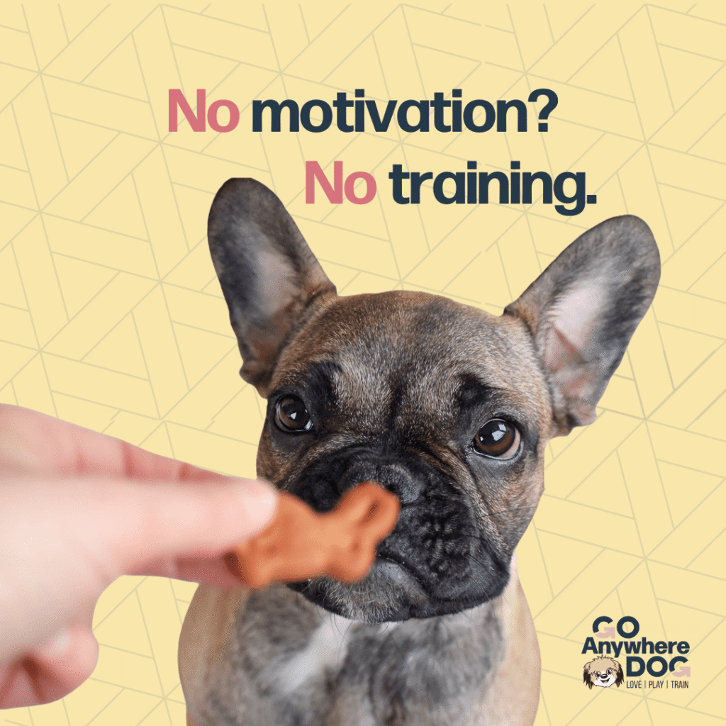 How to motivate your dog – Go Anywhere Dog®, Minneapolis & Twin Cities, MN, Dog Training