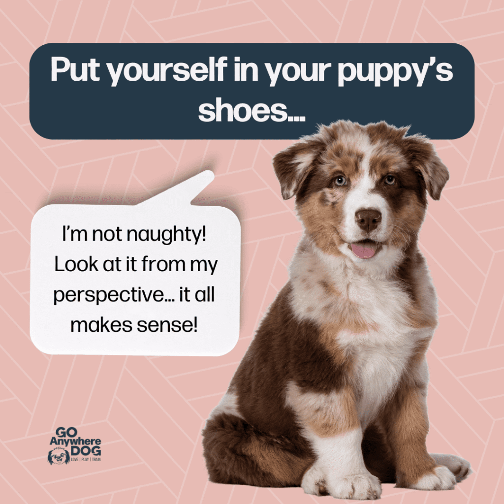 New Puppy – Go Anywhere Dog®, Minneapolis & Twin Cities, MN, Puppy Training