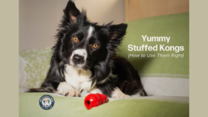 Border Collie with empty Kong - video gives stuffed Kong ideas for puppy training & dog training
