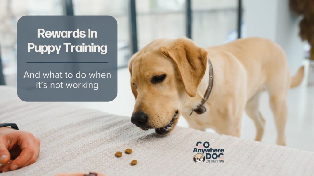 Yellow Labrador puppy eating treats as rewards during training