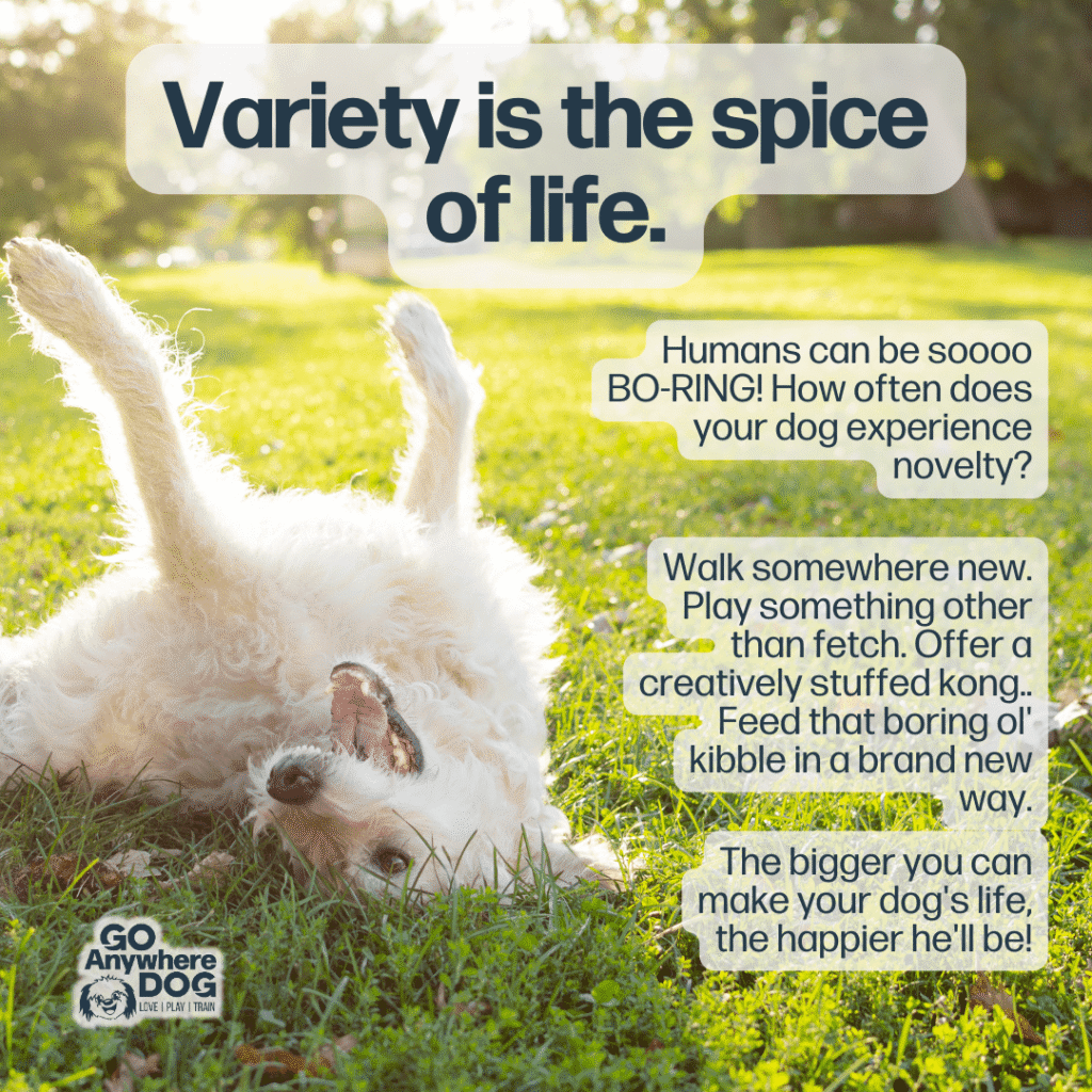 Variety is the spice of life. – Go Anywhere Dog®, Minneapolis & Twin Cities, MN, Puppy & Dog Training