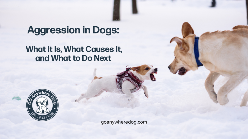 Dog display aggressive behavior, barking, growling, snarling and lunging, video teaches what you need to understand and know
