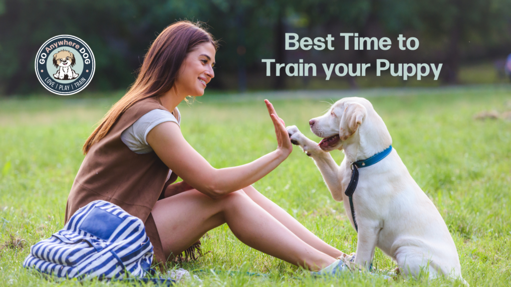 Woman training puppy while using the best time to train her puppy