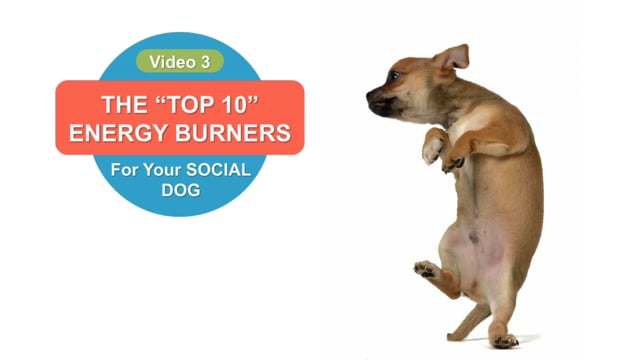 Video Thumbnail: Top 10 Energy Burners for Social Family Dogs – Go Anywhere Dog®, Minneapolis & Twin Cities, MN, Dog Training