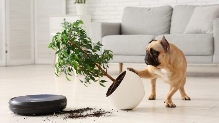 Dog and owner during training at Go Anywhere Dog in Minneapolis, Minnesota