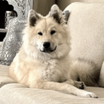 Big dog training class twin cities – go anywhere dog®, twin cities, mn, dog training