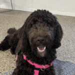 Dog training outdoors minneapolis – go anywhere dog®, minneapolis, mn, dog training