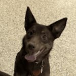 Group dog training class – go anywhere dog®, minneapolis & twin cities, mn, dog training