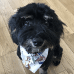 Happy client dog training reviews eden prairie – go anywhere dog®, eden prairie, mn, dog training