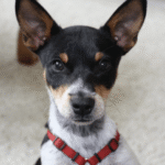 Puppy training in Minneapolis