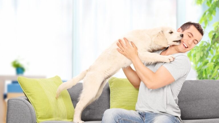 Bloomington puppy training & dog training: puppy classes, dog group classes, in-home puppy training, private dog training, fear & aggression training