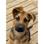 Eden prairie puppy training student – go anywhere dog®