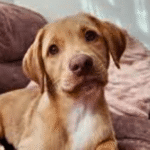 Puppy training near eden prairie – go anywhere dog®