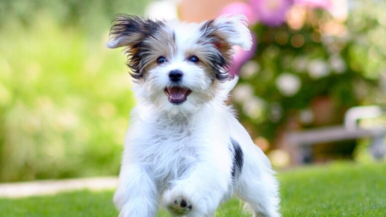 Puppy during training with go anywhere dog® puppy trainers in minneapolis, minnesota