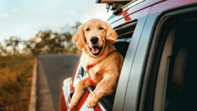 Shakopee puppy training & dog training - go anywhere dog®