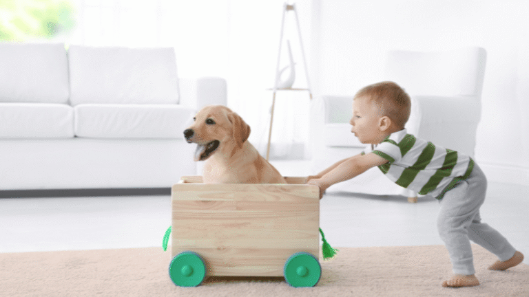 In-home puppy training in minneapolis, edina, eden prairie, bloomington, richfield, minnetonka, shakopee, savage, prior lake, hopkins, chanhassen, chaska, excelsior, mound orono, long lake, deephaven, wayzata, st louis park, plymouth, golden valley