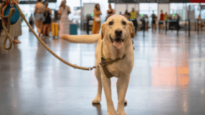 Training to be certified therapy dog – go anywhere dog®, minneapolis & twin cities, mn, dog training; therapy dog training