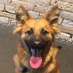 Baily, a dog from Minneapolis, after training with Go Anywhere Dog