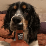 Barnum, an Edina dog, after behavior training with Go Anywhere Dog