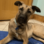 Bumper, a Minneapolis dog, after life-skills training with Go Anywhere Dog