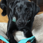 Carmen, a Bloomington puppy, after positive, step-by-step puppy training with Go Anywhere Dog