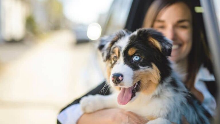 Eden prairie puppy training at go anywhere dog: puppy training, puppy classes, in-home puppy training, in-home dog training, dog training classes, fear and aggression training