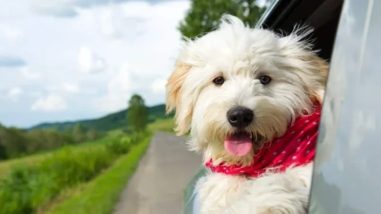Puppy and owner during training at Go Anywhere Dog in Minneapolis, Minnesota