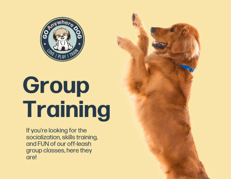 Group Puppy Classes – Go Anywhere Dog®, Minneapolis, MN, Puppy & Dog Training
