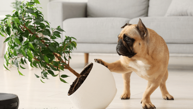 In-Home Dog Training Naughty Dog – Go Anywhere Dog®, Minneapolis & Twin Cities, MN, Dog Training; In-Home Puppy Training