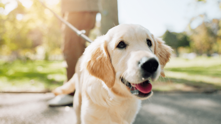 in-home puppy training image
