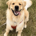 Kizzy, an Edina puppy, after puppy socialization classes with Go Anywhere Dog