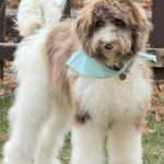 Larry, an Eden Prairie dog, after dog training program with Go Anywhere Dog