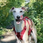 Linus, a Minneapolis dog, after group training classes with Go Anywhere Dog