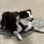 Mia, a Hopkins dog, after training for anxiety and fear with Go Anywhere Dog