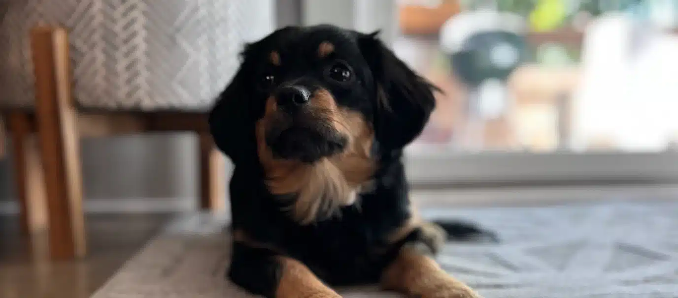 Nora, a Minnetonka dog