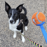 Pepper, a Bloomington dog, after group classes with Go Anywhere Dog