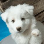 Safe Hands foster puppy, a dog from Chanhassen, after training with Go Anywhere Dog