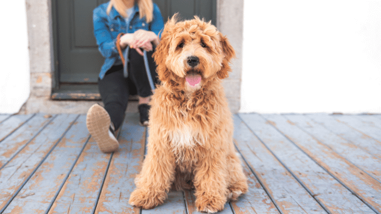 Puppy training packages graphic