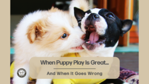 Two puppies playing - when it goes right & when it goes wrong