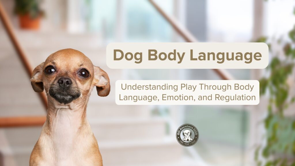 Video - How to speak dog through understanding dog body language